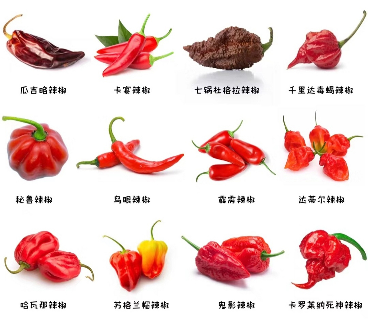 能辣死人的卡罗莱纳死神辣椒