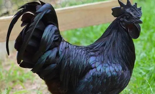 黑腿鸡是什么品种