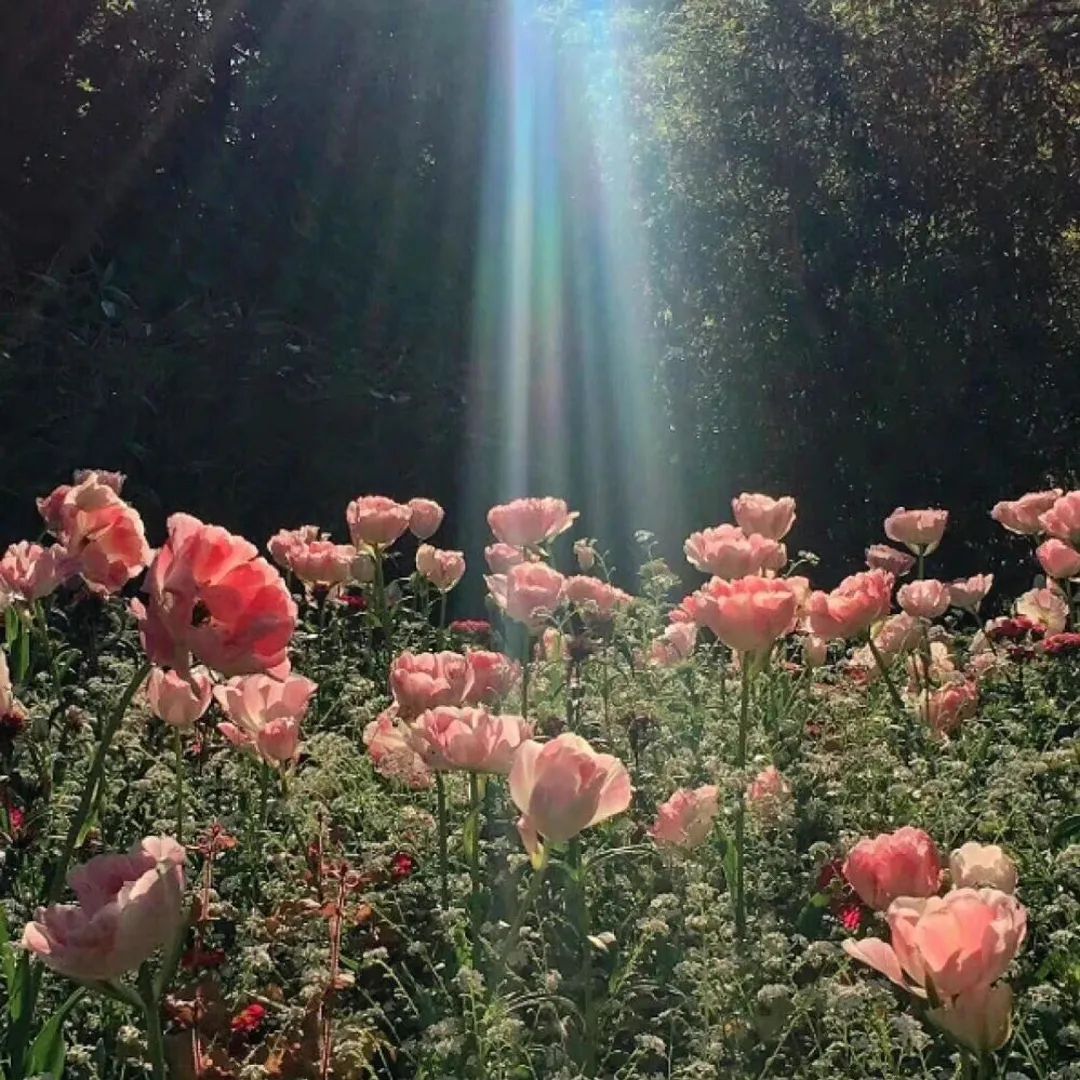 图片[2] - 唯美的花图片小清新 好看的花朵背景图片 - 柒兔瞄