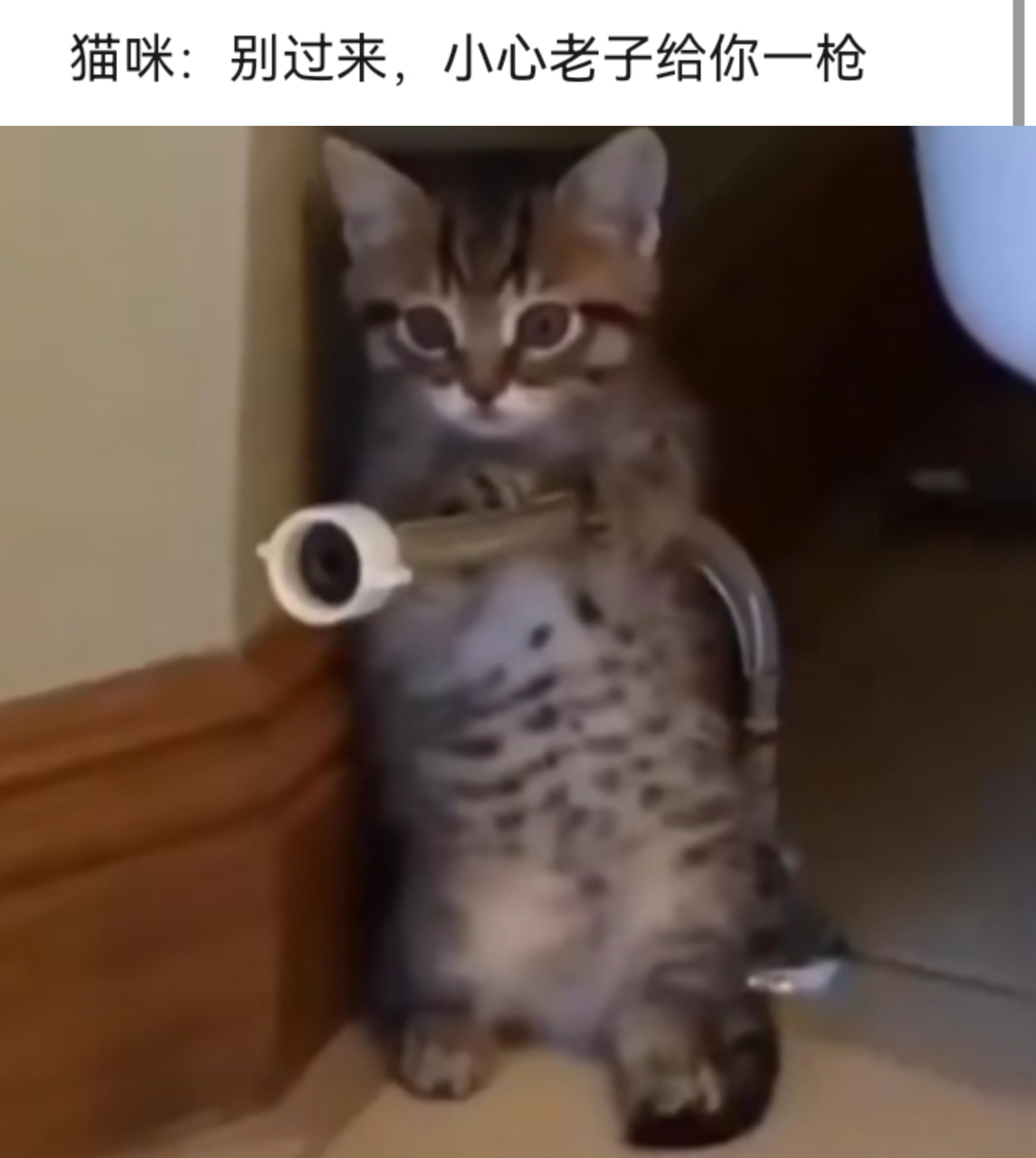 三只搞笑的猫咪:小心老子给你一枪#趣图搞笑#搞笑#幽默