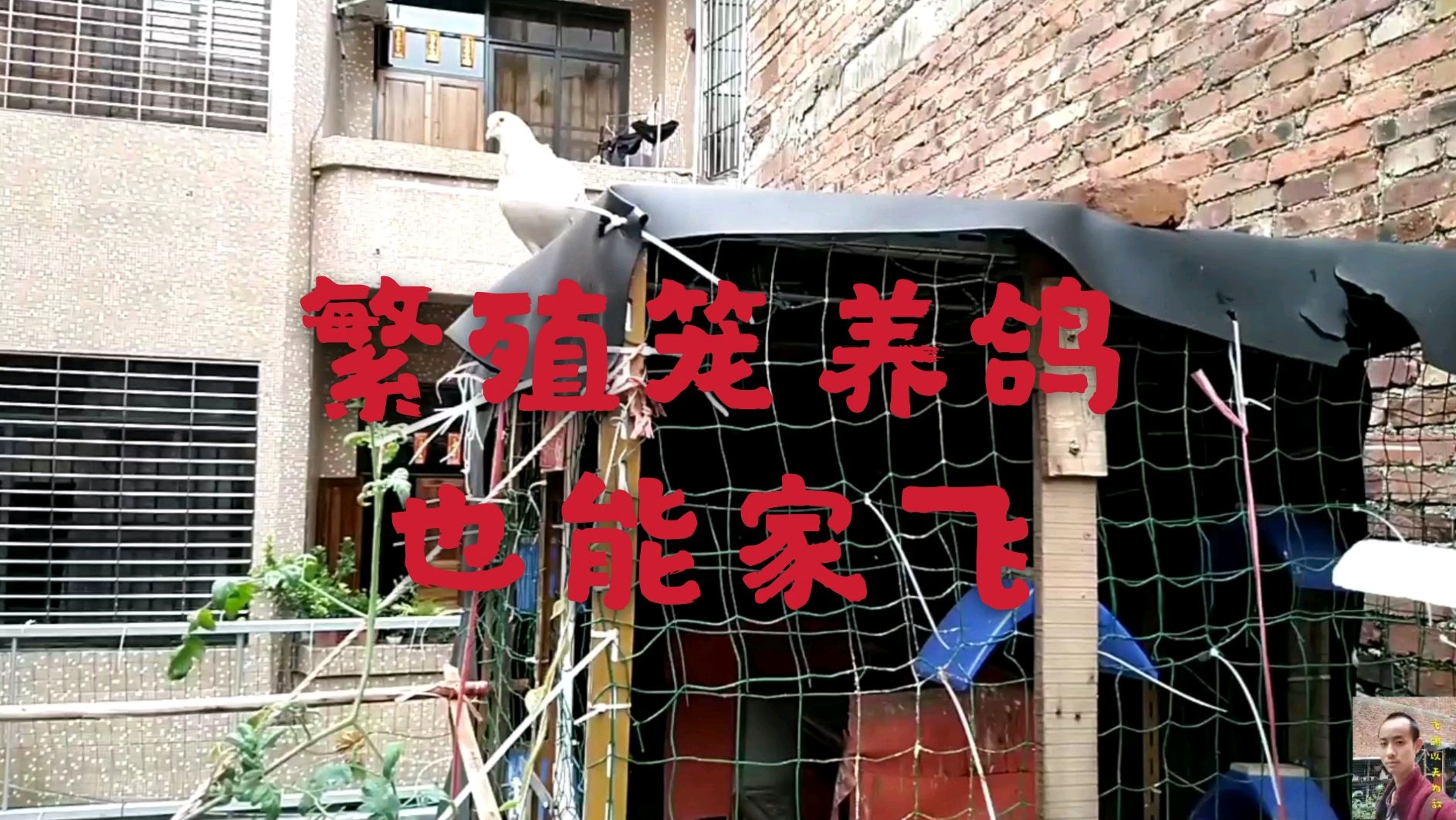 繁殖肉笼养鸽子,也能家飞, 小哥是怎样做到呢