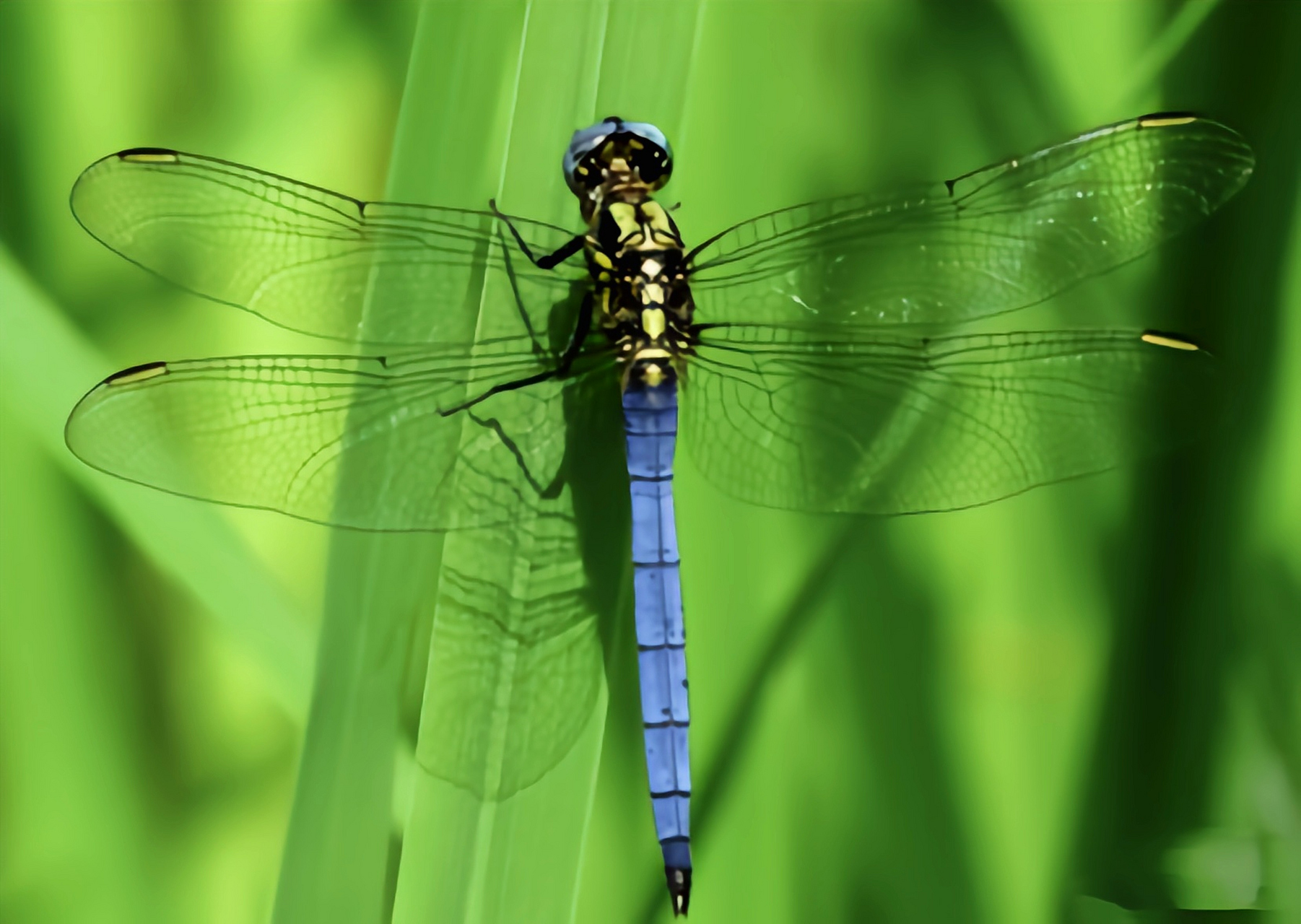 每天认识一种昆虫——吕宋蜻蜓  吕宋蜻蜓是蜻蜓目,蜻科,灰蜻属昆虫