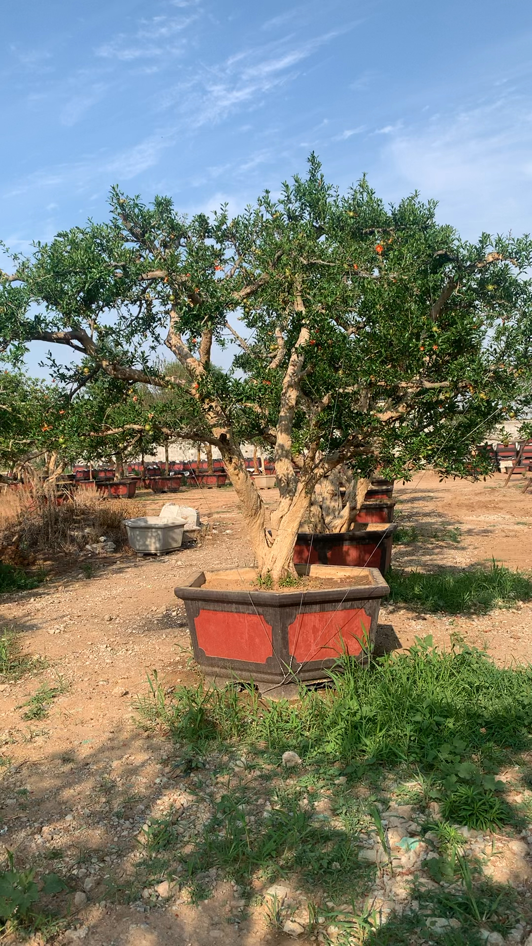 精品造型石榴景观树,骨架漂亮!-度小视