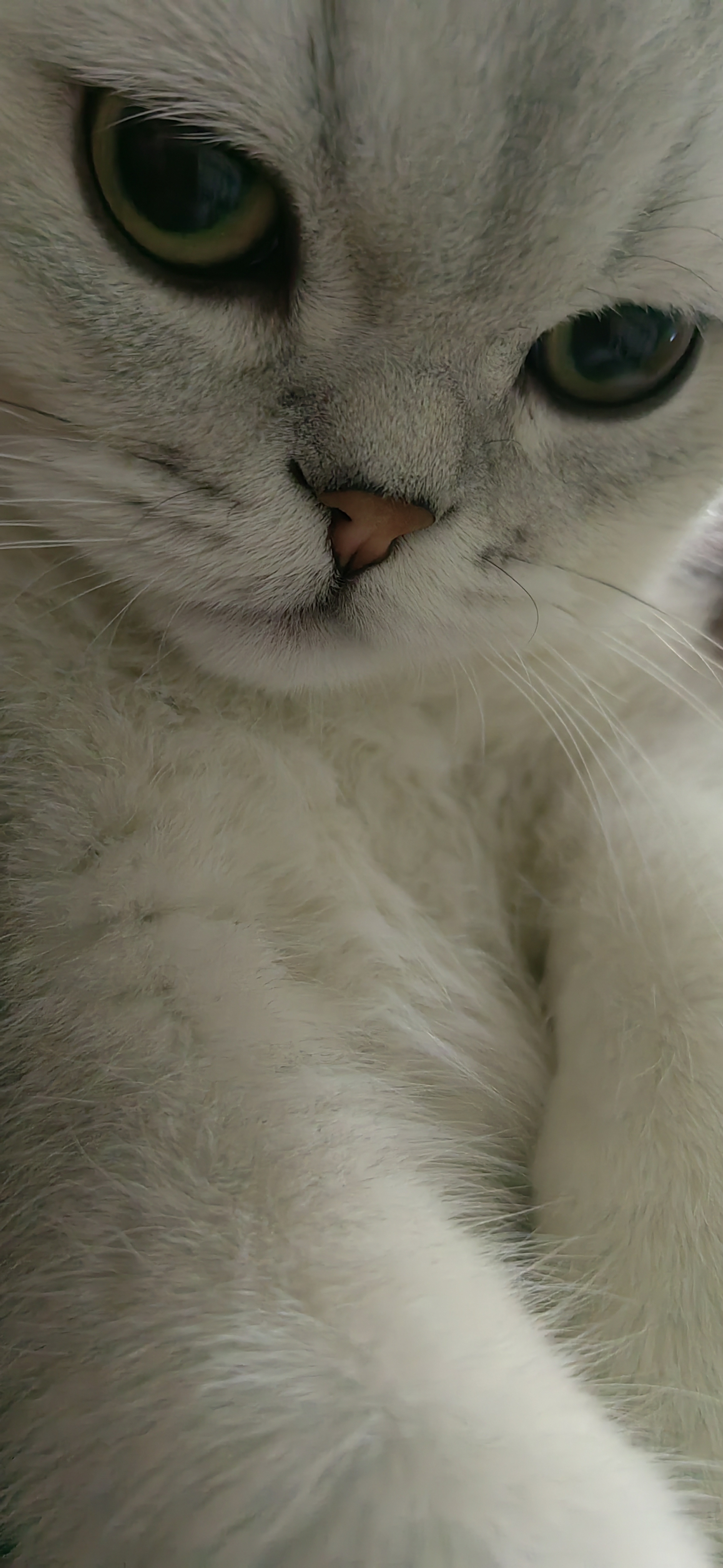 萌宠喵星人~懒猫证件照