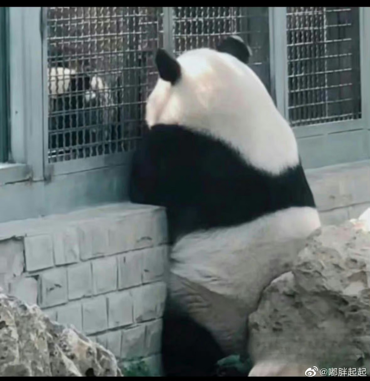 笑死有网友说图三是脱了皮大衣的萌兰[哈哈][哈哈