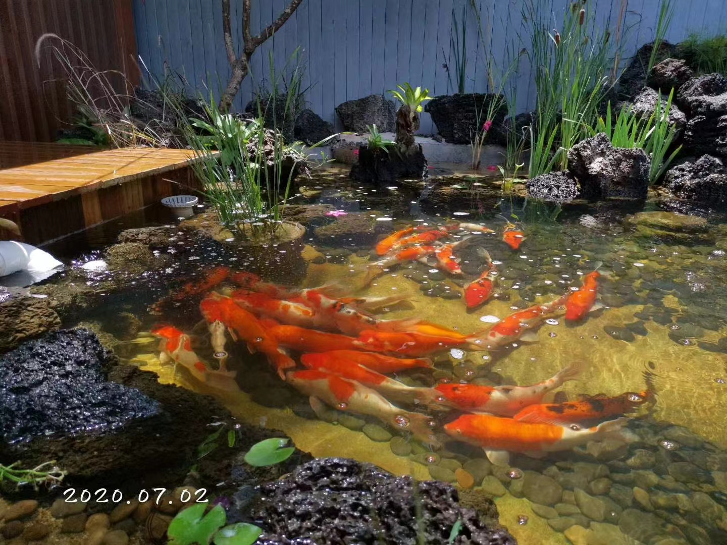景观鱼池水处理十大方式全在这里