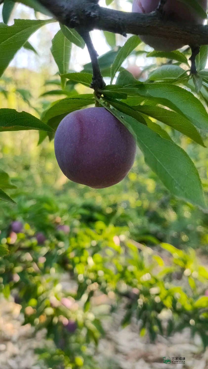 一棵结满三华李的树,可以有多美