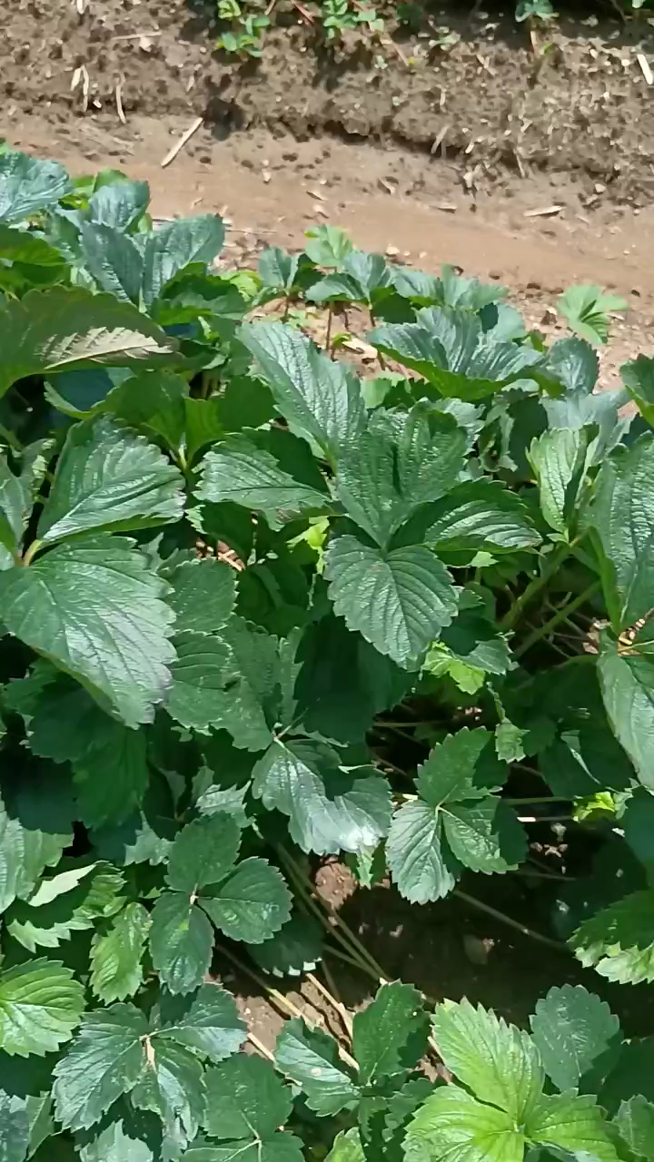 紅顏草莓苗 秋季出圃 根系發達 植株健壯 四葉一芯 無病蟲害