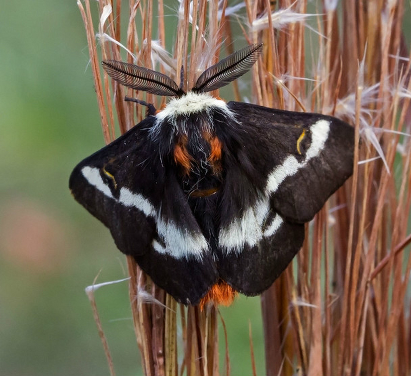 5厘米,头部呈小球状,长有鼓起的复眼和羽毛状触角;胸部长有一对胸足及