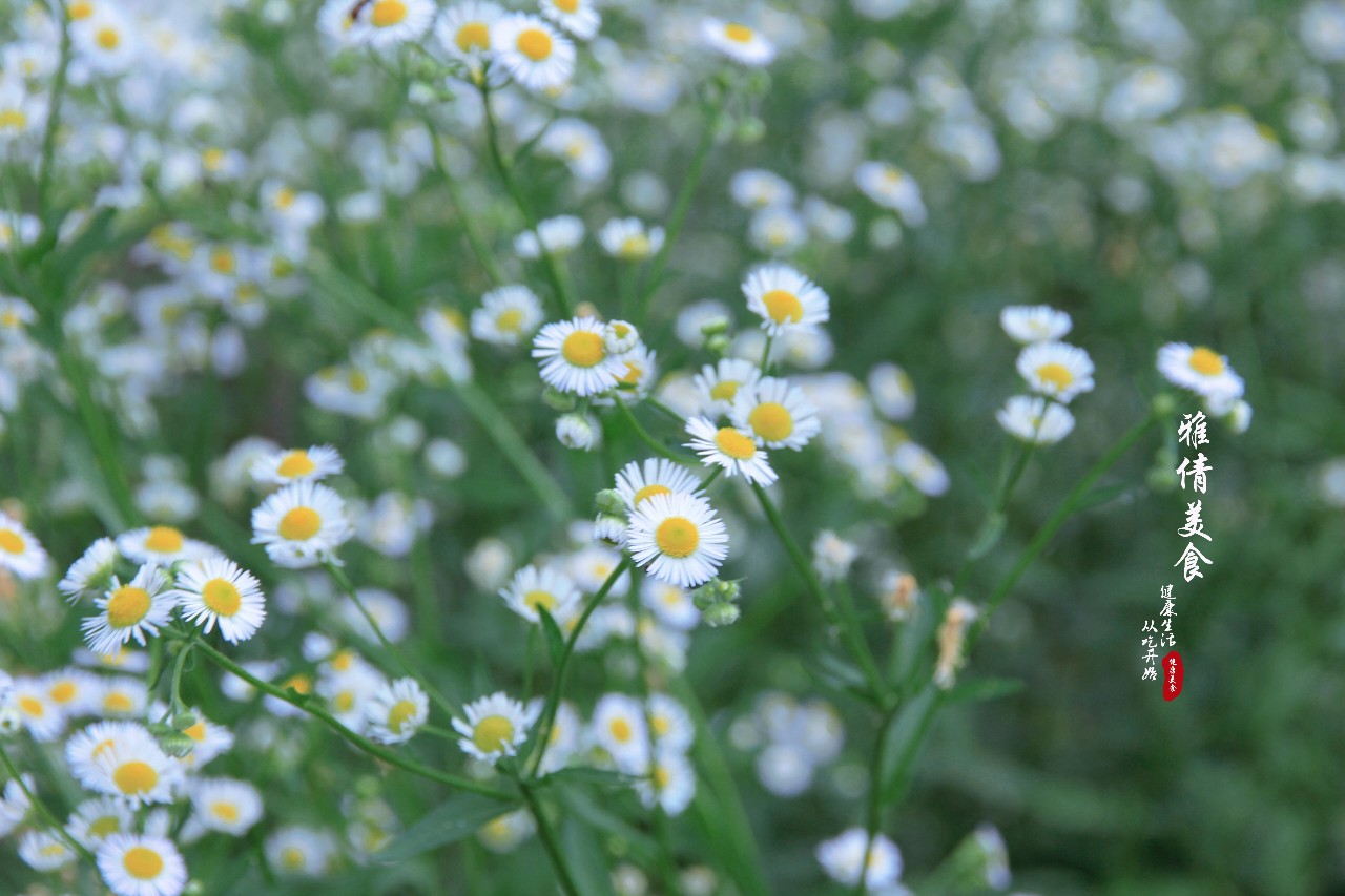 俗称"瞌睡草",又叫"牙肿消",农村荒地常见,却是多功能药材