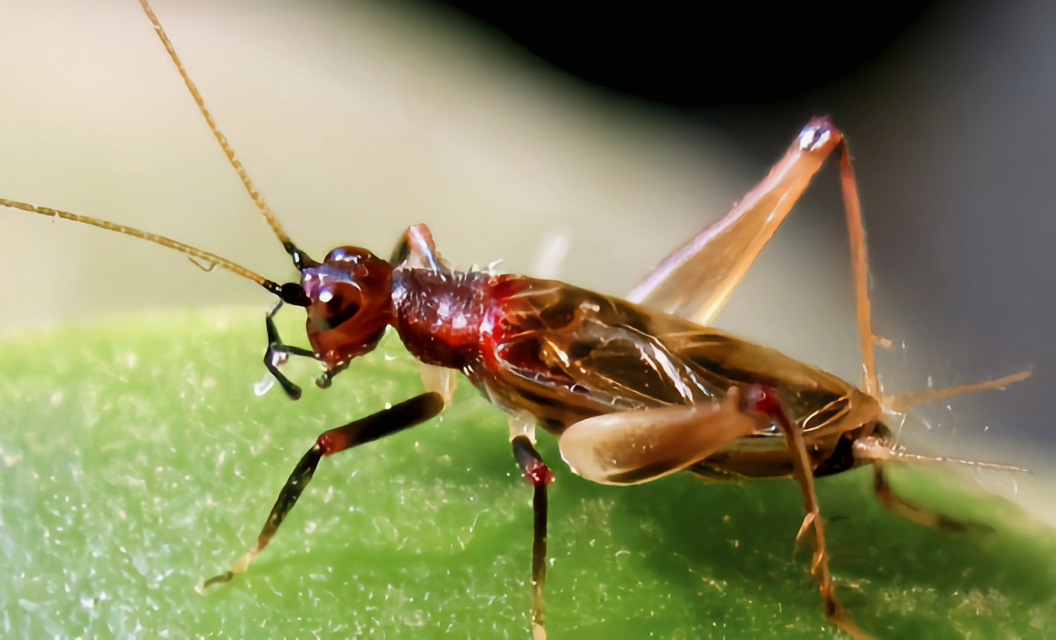 成虫体长0.6-0.8厘米,体态娇小,黑色有光泽,前胸,背板带有赤色.