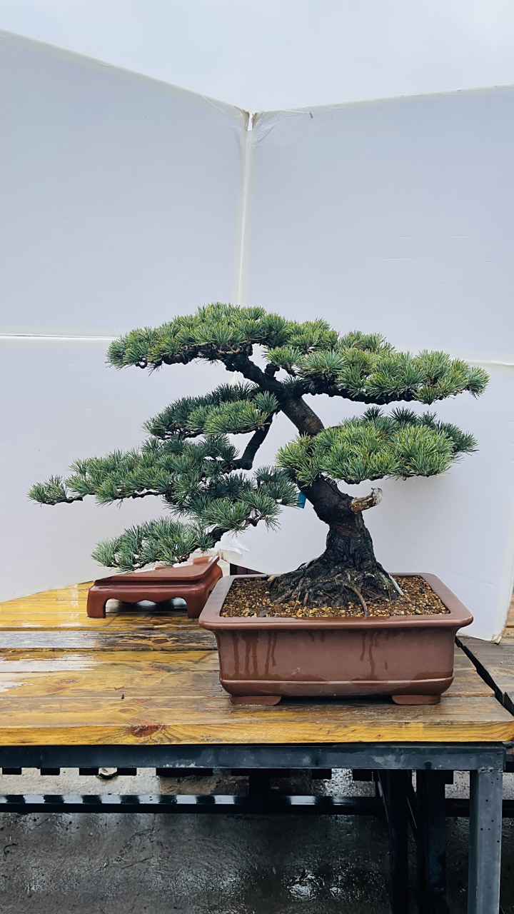 五针松盆景一对