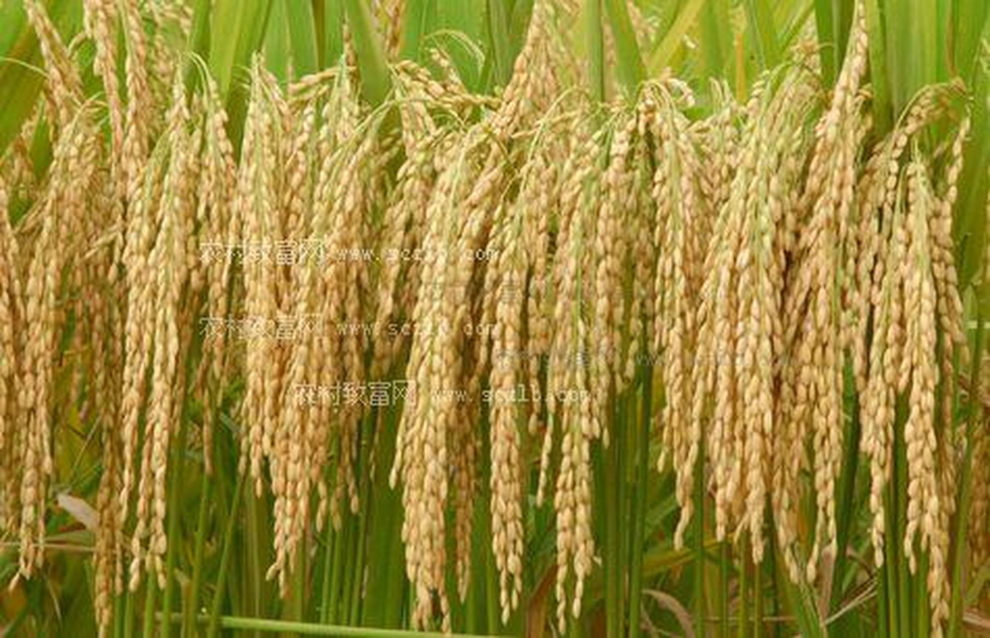 【转基因生物工程的第一个大项目 ——水稻】  转基因的生物工程是