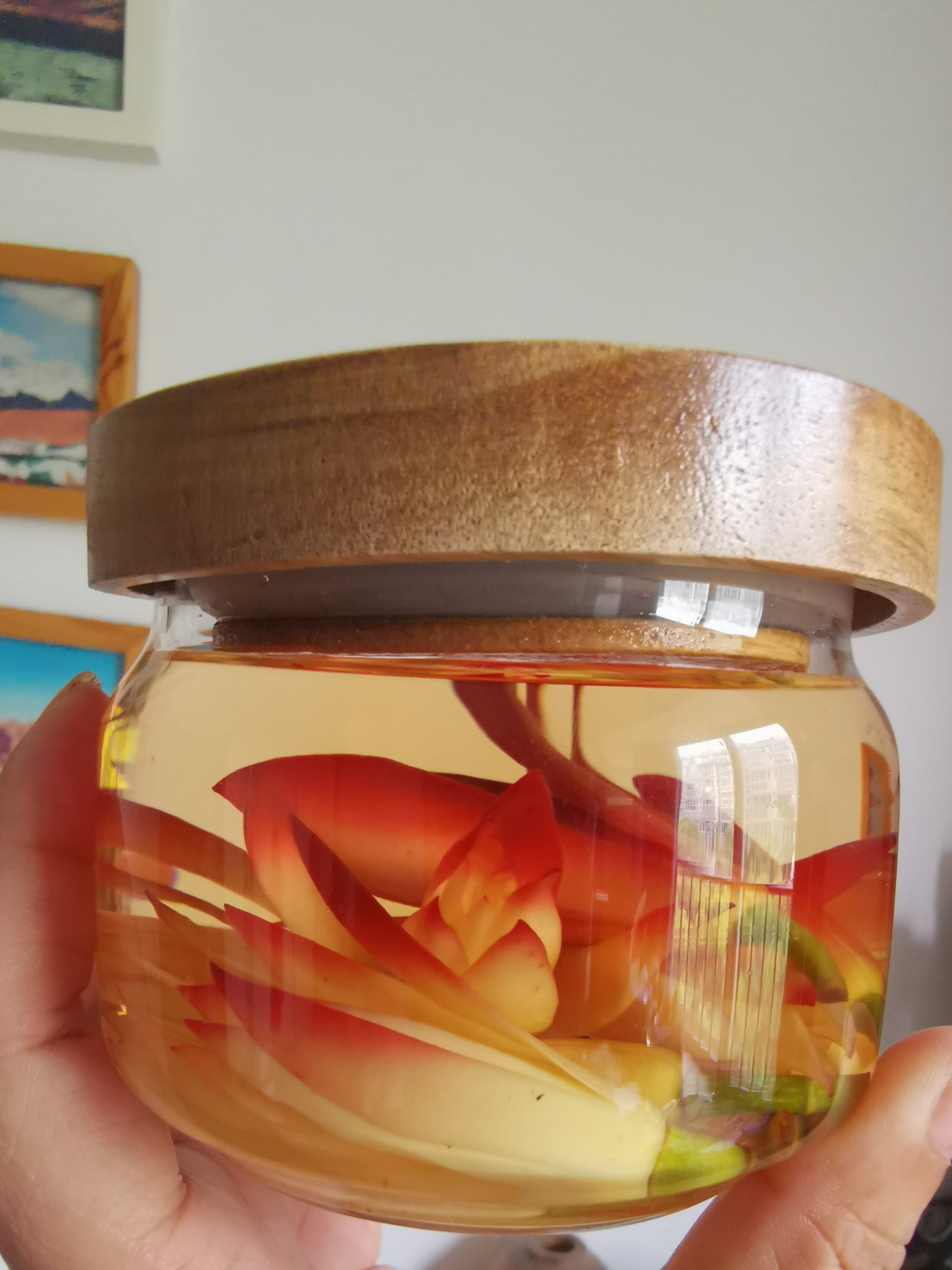 黄角兰泡酒快速止痒蚊虫叮咬