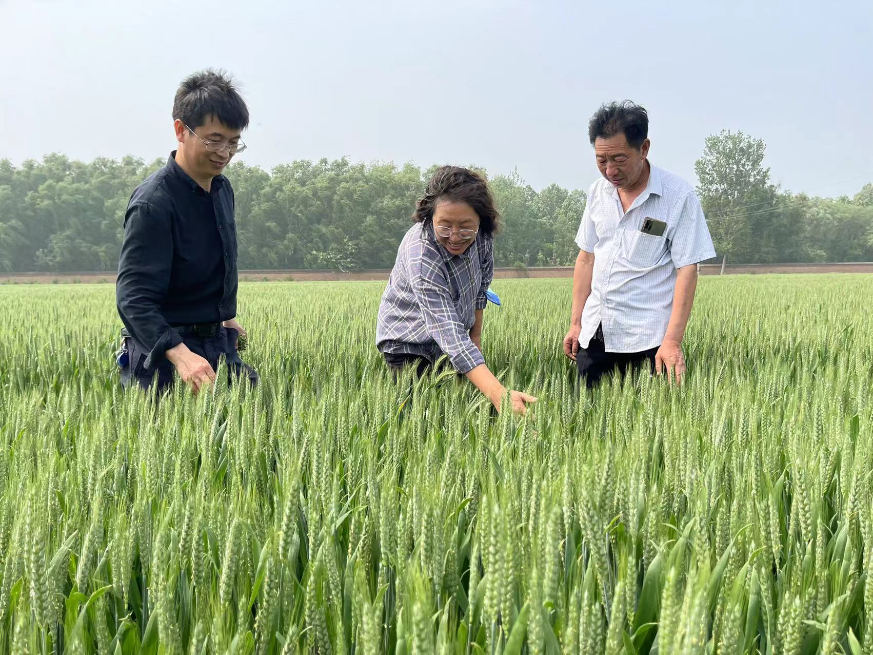 河南各地郑麦1860长势良好 筑牢大国粮仓 端稳"中国饭碗"