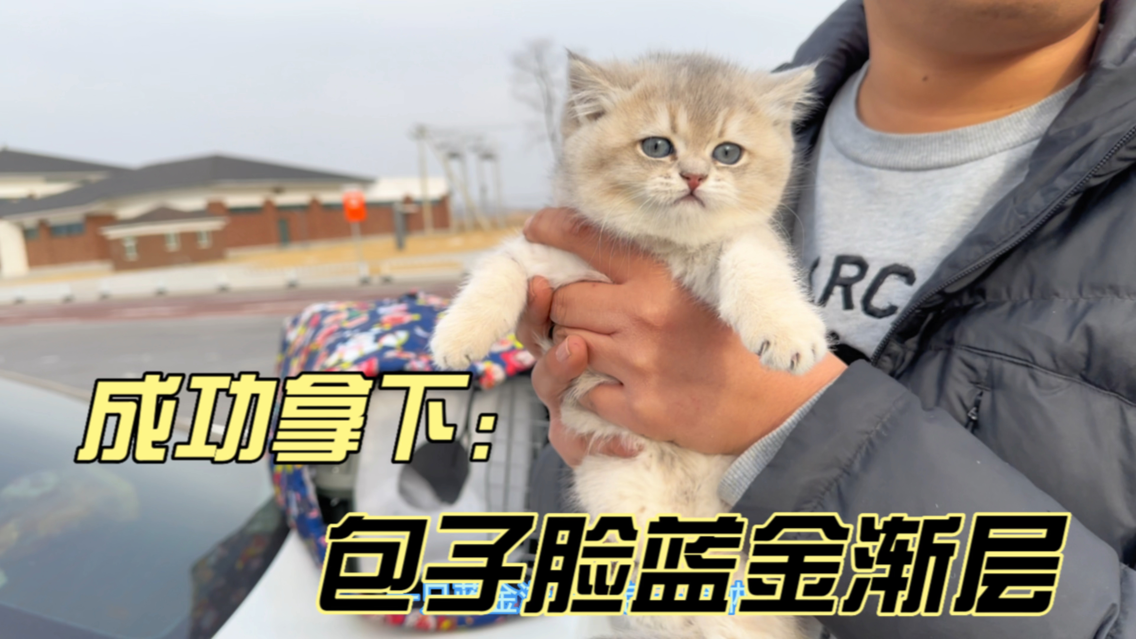 一只包子脸蓝金渐层小猫脸和眼睛太漂亮,被养户轻松拿捏成功拿下