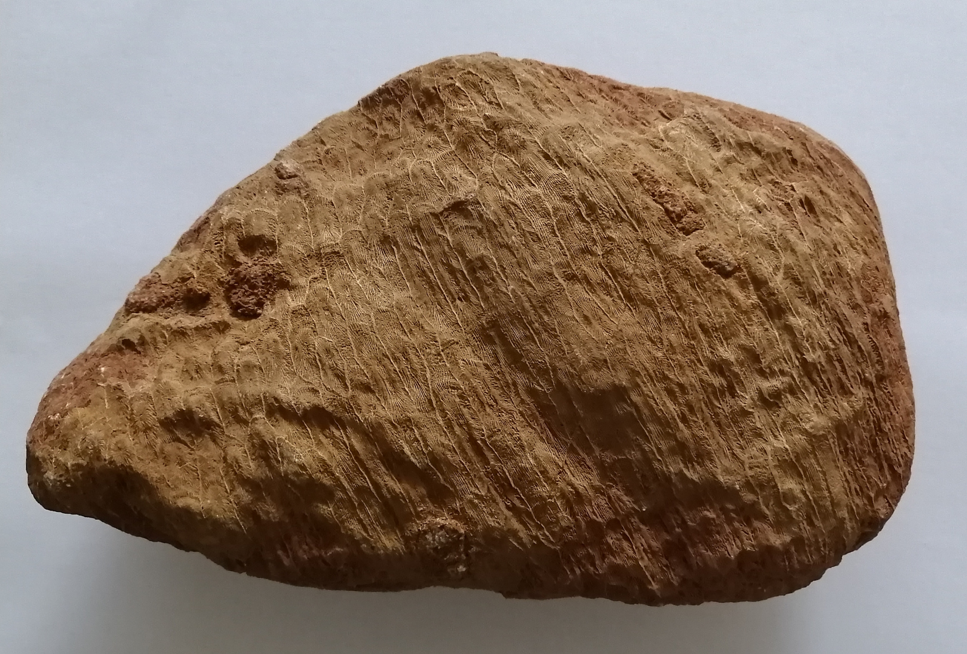 世上最美的月球玄武岩陨石:      美丽的玻璃熔壳,像一朵朵盛开的白