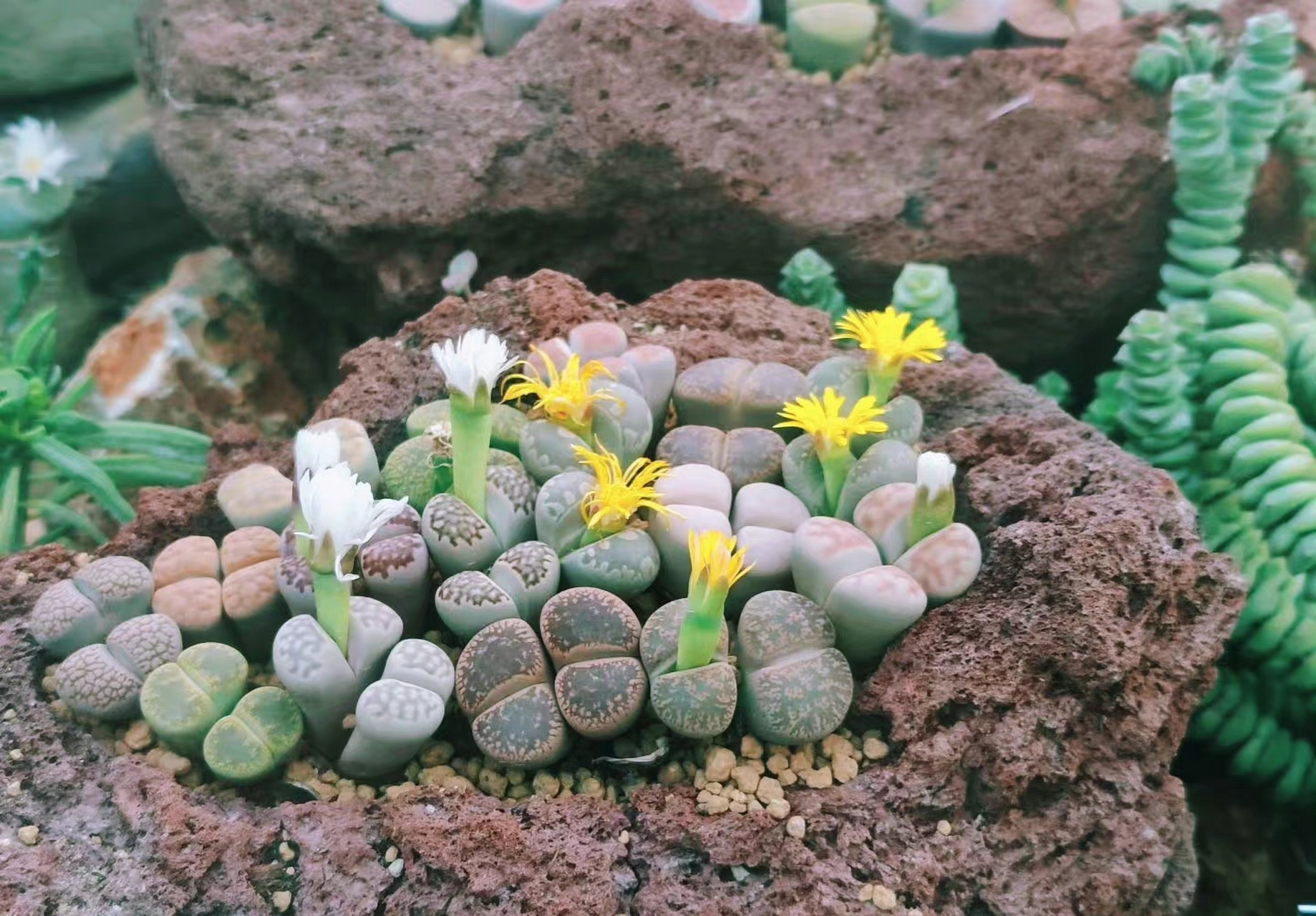 多肉群友拍的生石花开花了,也不知道它们具体是哪个品种, 反正是这个