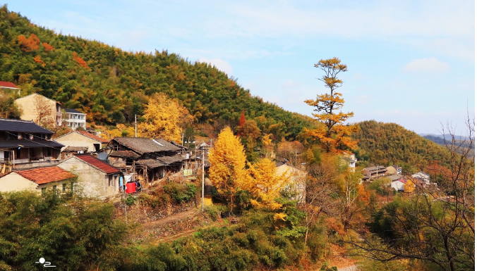 太震撼!四明山深处被人遗忘的千年古村落,满村银杏金黄美如童话
