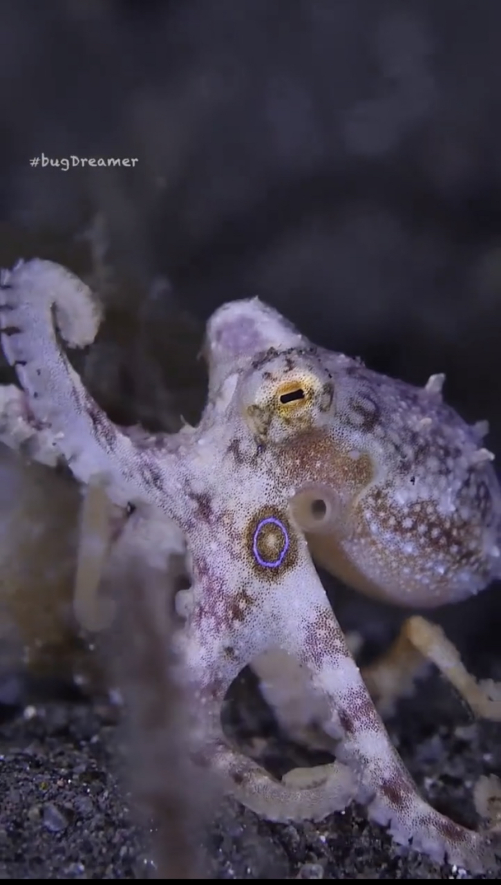 蓝环章鱼(拉丁学名:hapalochlaen maculosa),俗称蓝圈章鱼,豹纹蛸