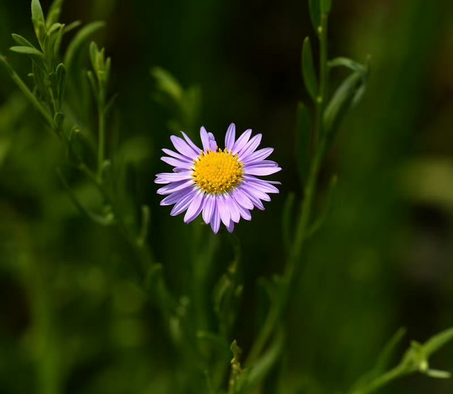 全叶马兰(aster pekinensis),菊科紫菀属.摄于山东东营.