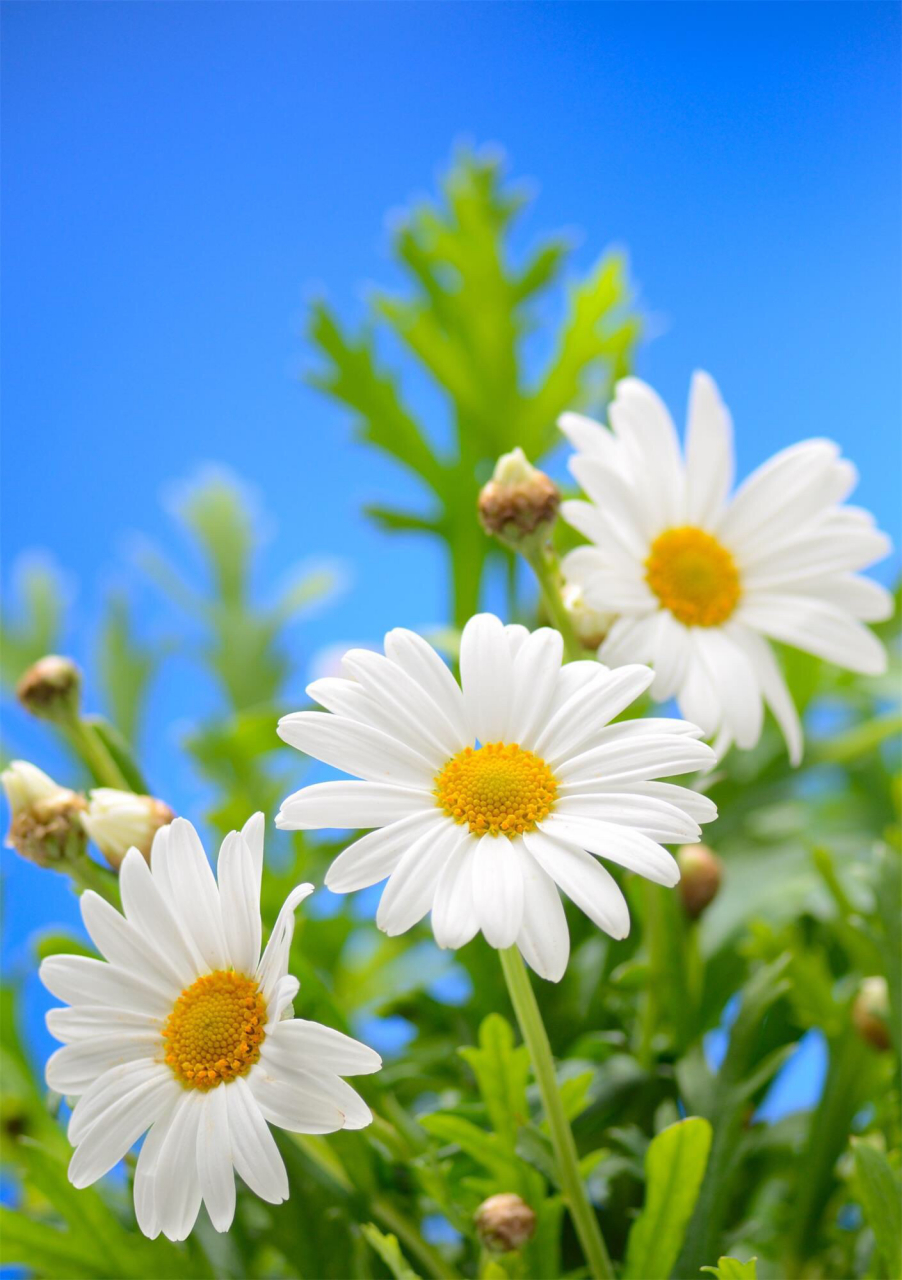 一朵白菊花 七绝-野白菊 作者:许碧霞  寿客迟迟沉梦久,生荒野菊淡