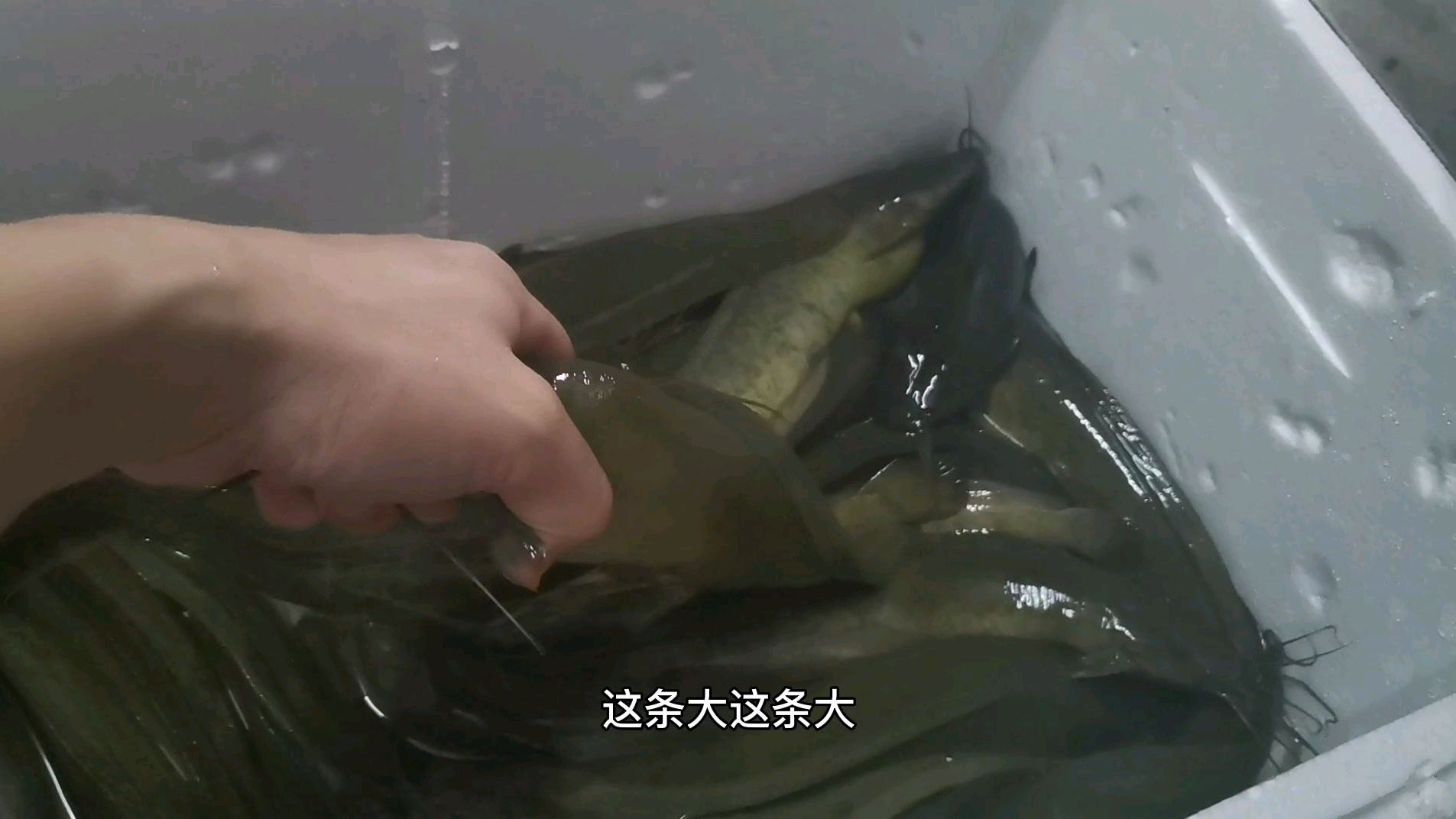 这么大的塘角鱼还是第一次看见,在村里的水库抓的