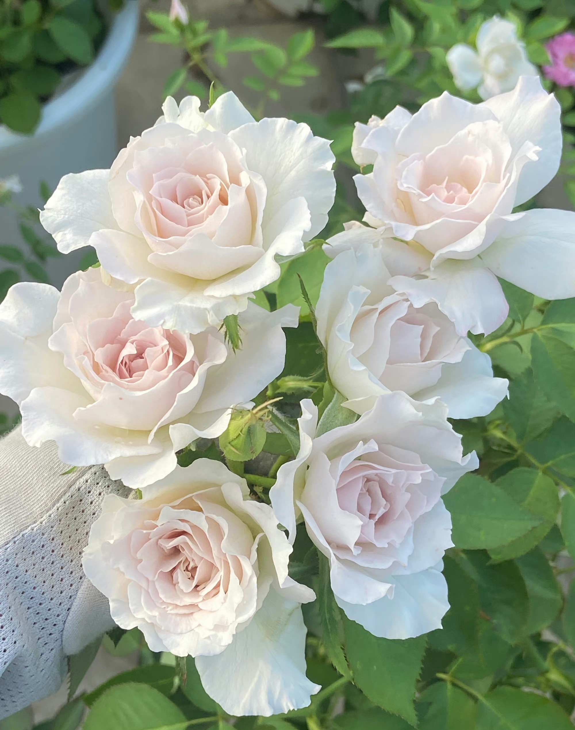 莎菲天使是日本河本纯子育种的一款月季,植株高度在120厘米左右,花朵