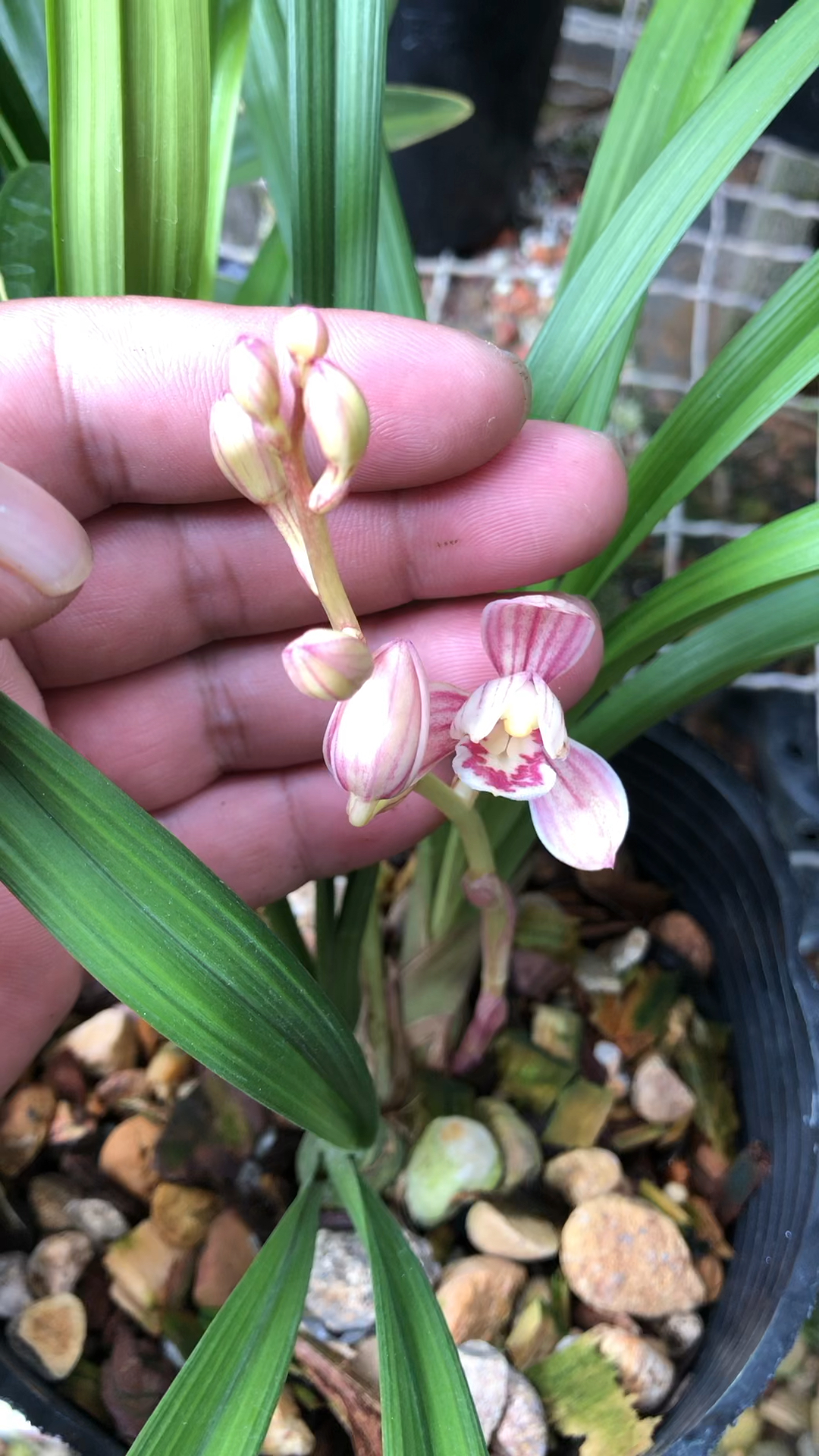 东方红神荷兰花的花期图片