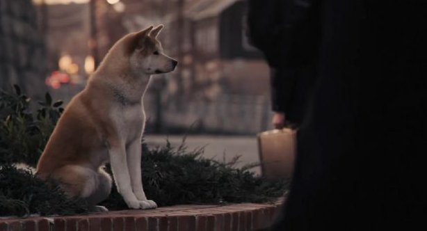 冯小刚这次行了《忠犬八公》或许有不错的成绩,这次他压力不小