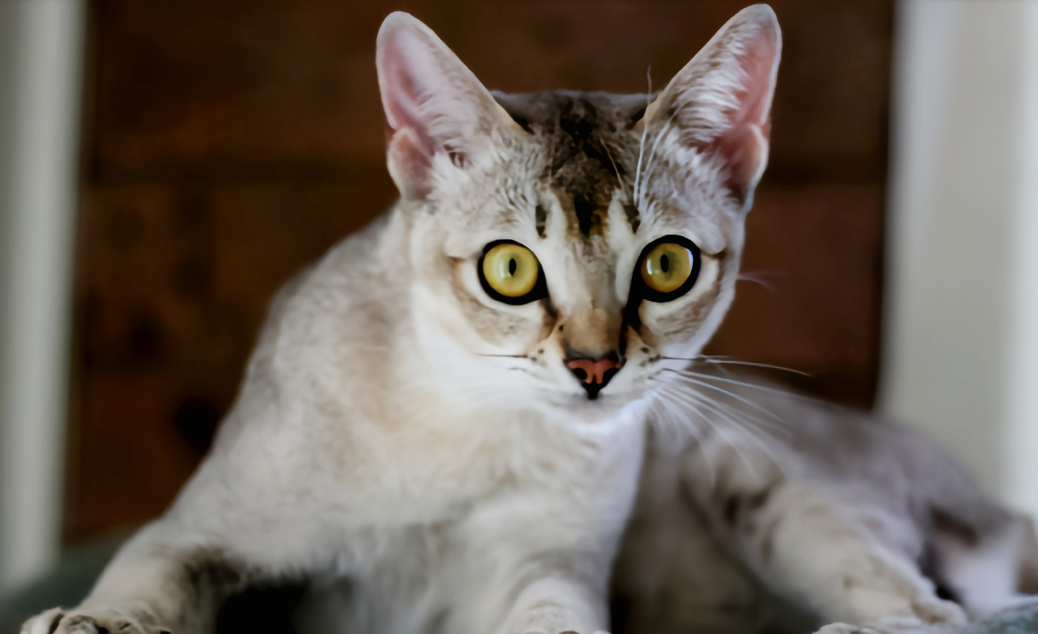 每天认识一种动物——波米拉猫 波米拉猫别名博美拉猫,杂交猫科动物