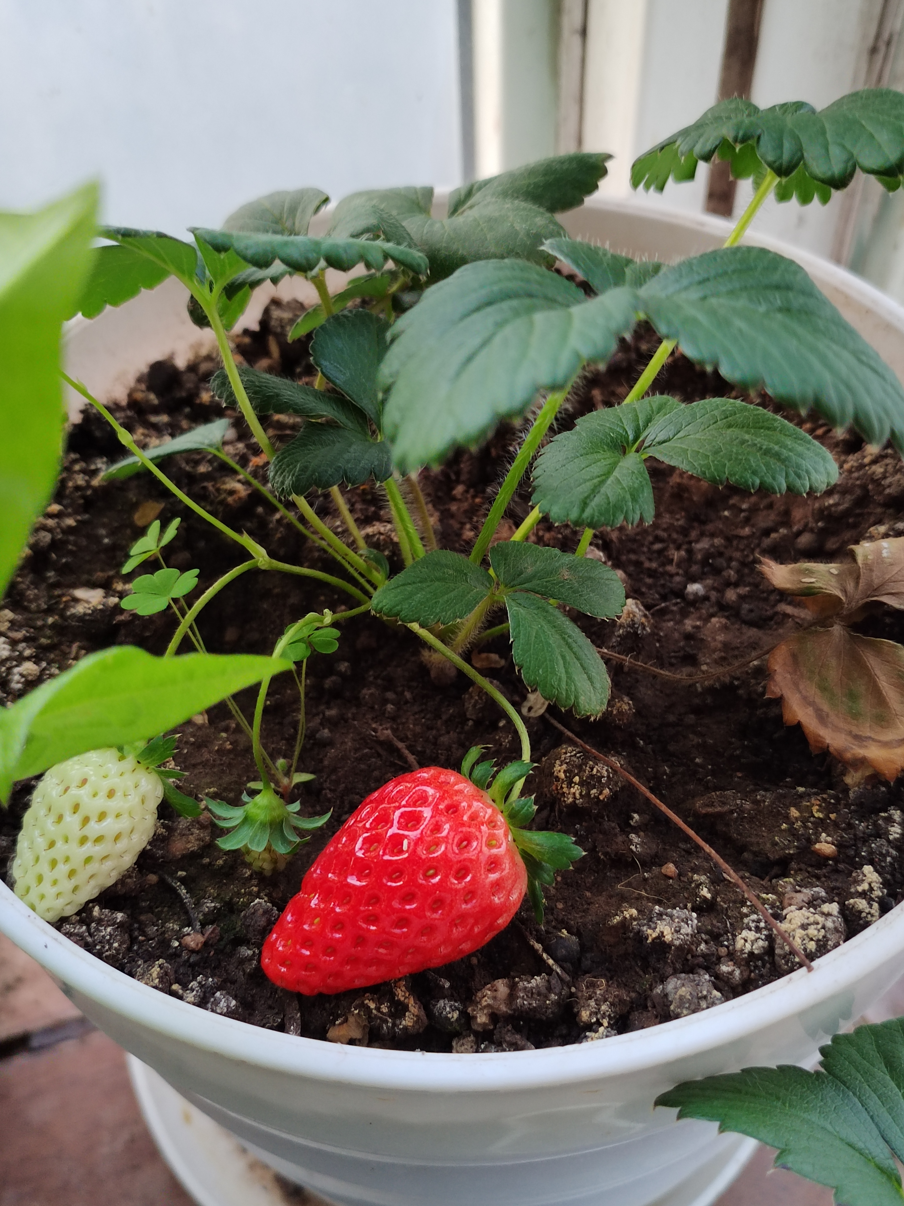 阳台的草莓又熟了一波