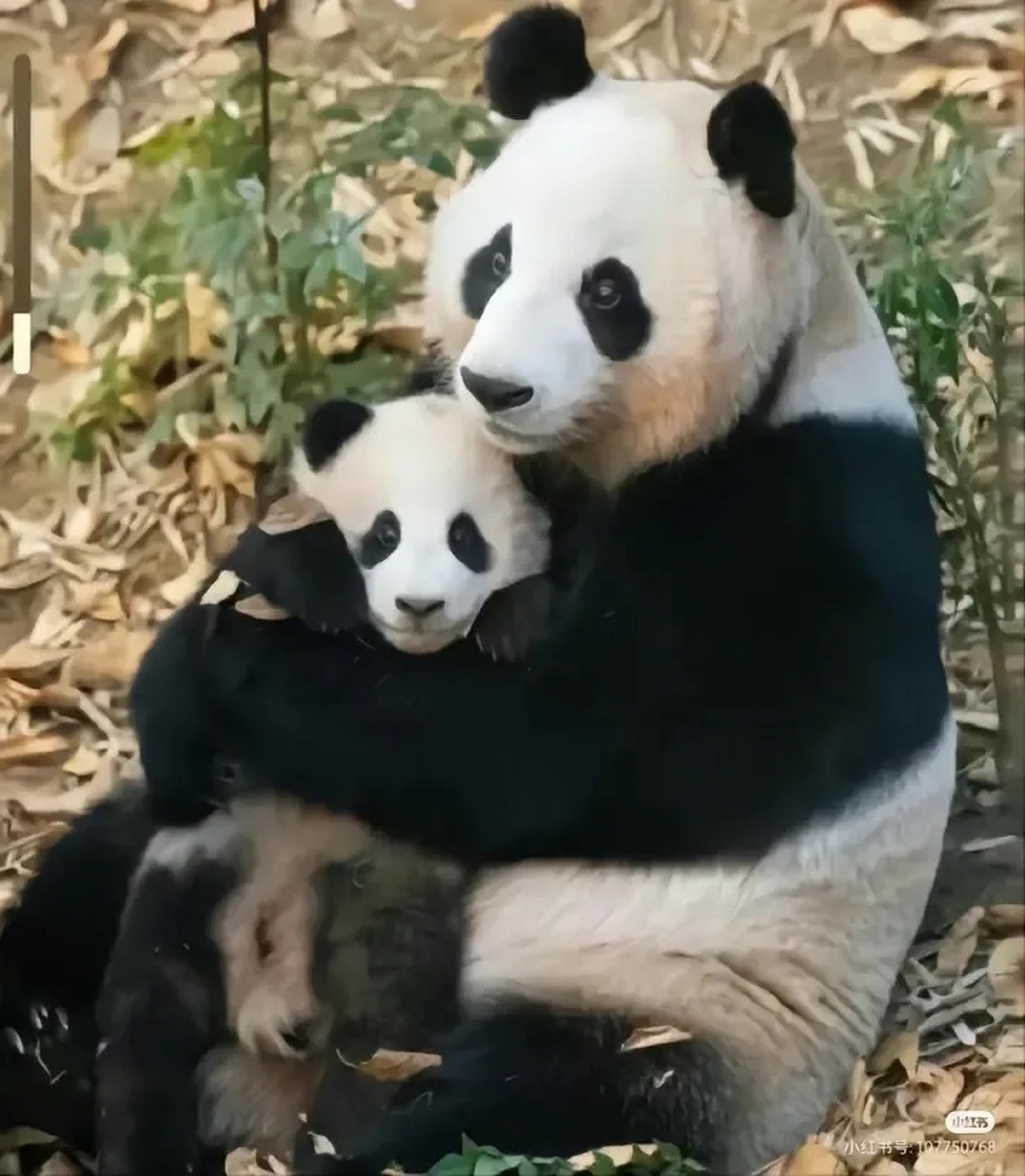 熊猫美香23岁高龄产下的小奇迹,他从来没有喝过盆盆奶,没有鲜嫩的竹笋