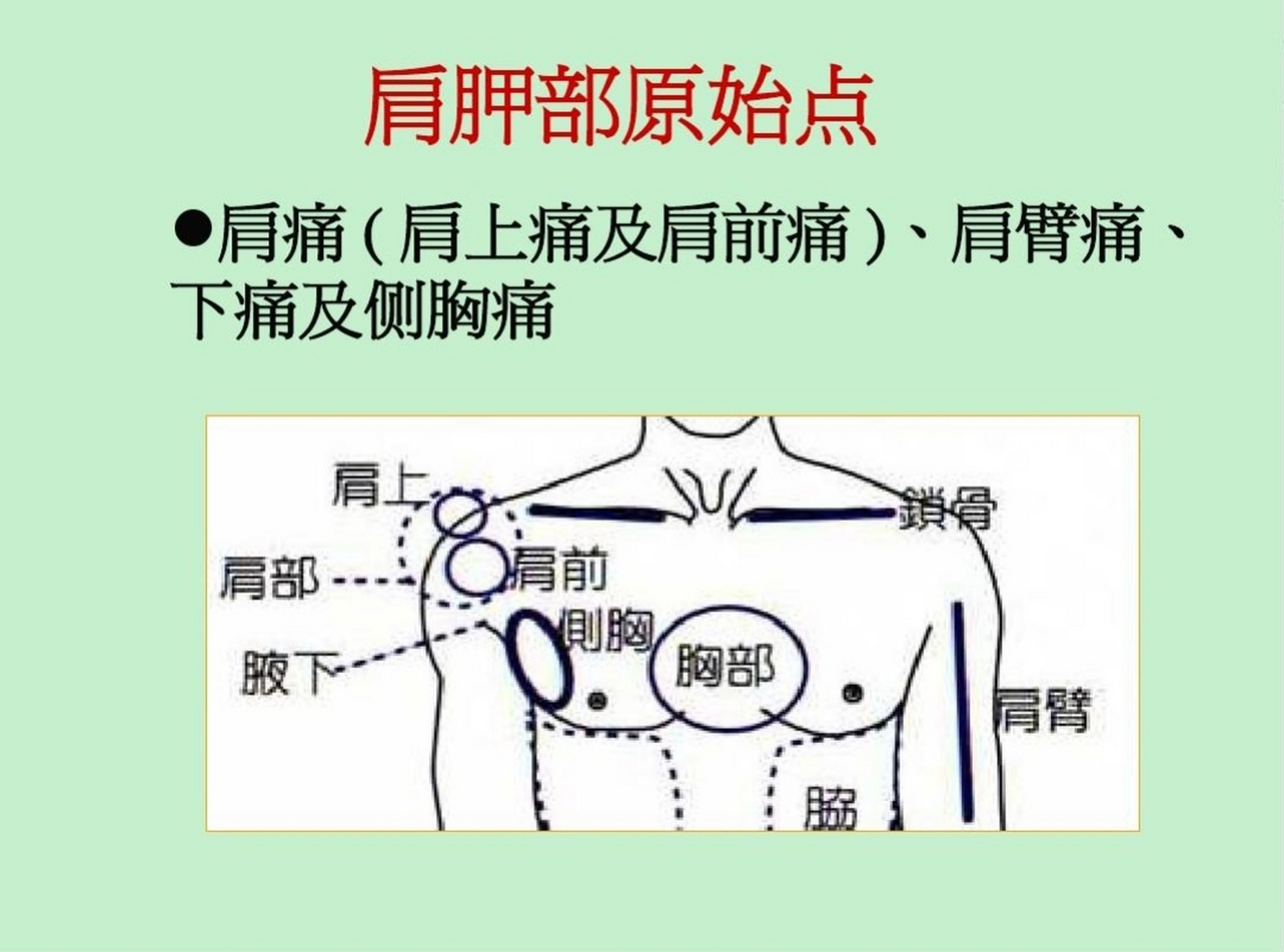 肩膀的准确部位图图片