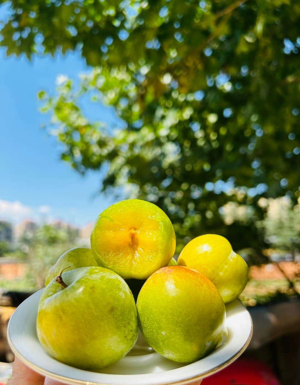 来自云南大理的青蜜李,这种水果看起来很可爱,椭圆形的果实外皮呈现出