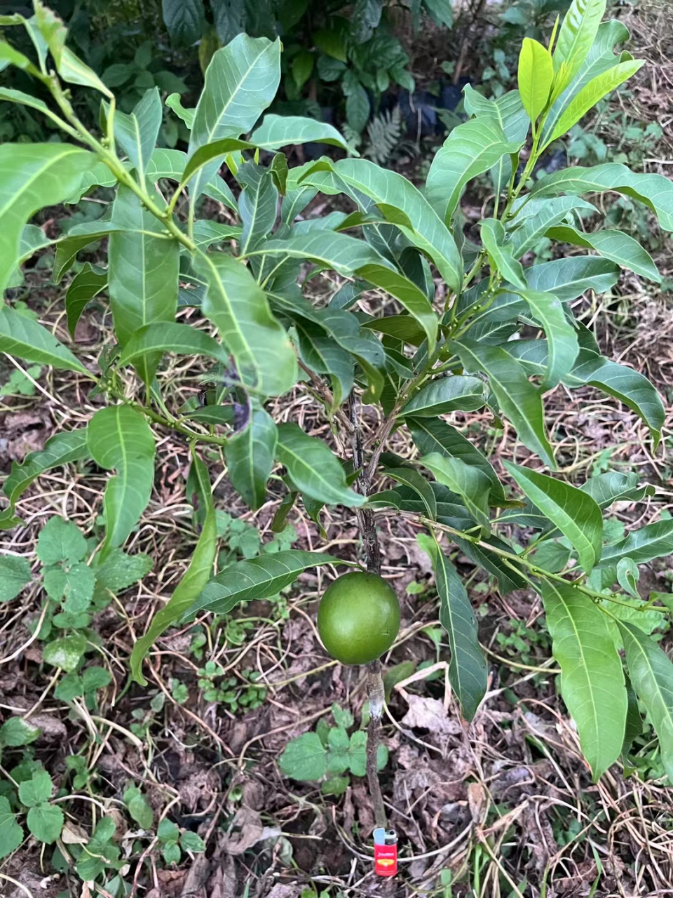 黄晶果嫁接砧木图片