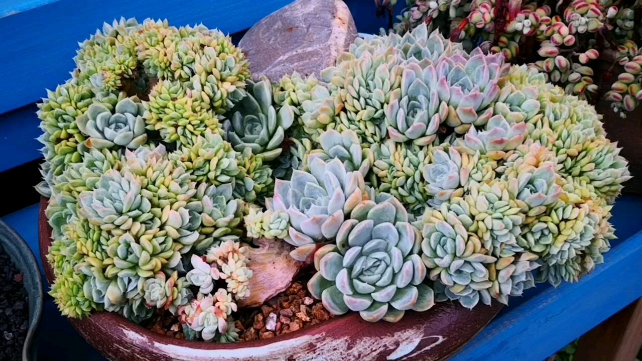 自带艺术感的多肉盆景来了,这个造型真心太美!