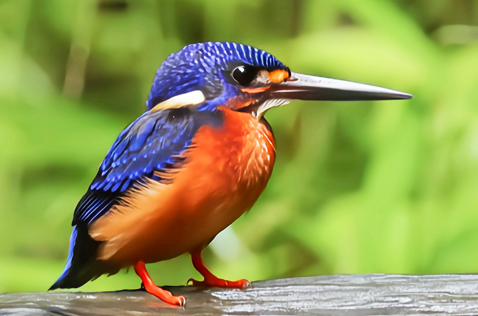 哪些有点"刑"的鸟类——蓝耳翠鸟 蓝耳翠鸟数量稀少,在我国仅分布于