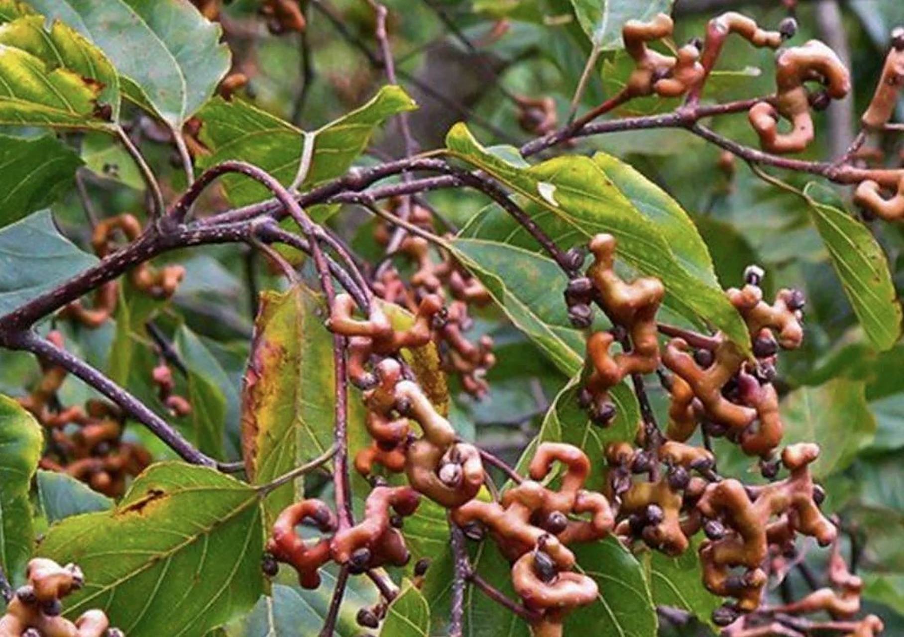 万寿果,吃了真的能长寿吗?