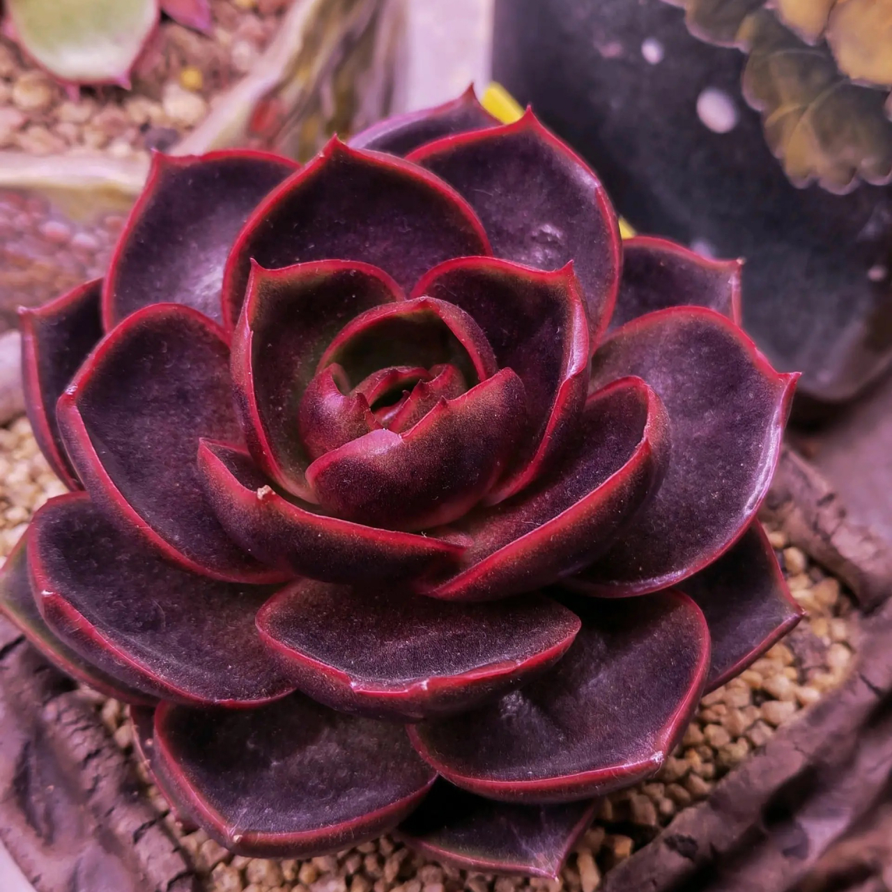 多肉红灯,冷门又漂亮的品种