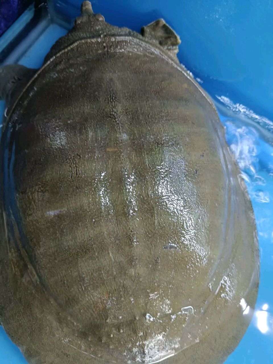 没想到公公这么大年纪了,还这么贪心,在河沟里捡到一只5斤的大甲鱼.