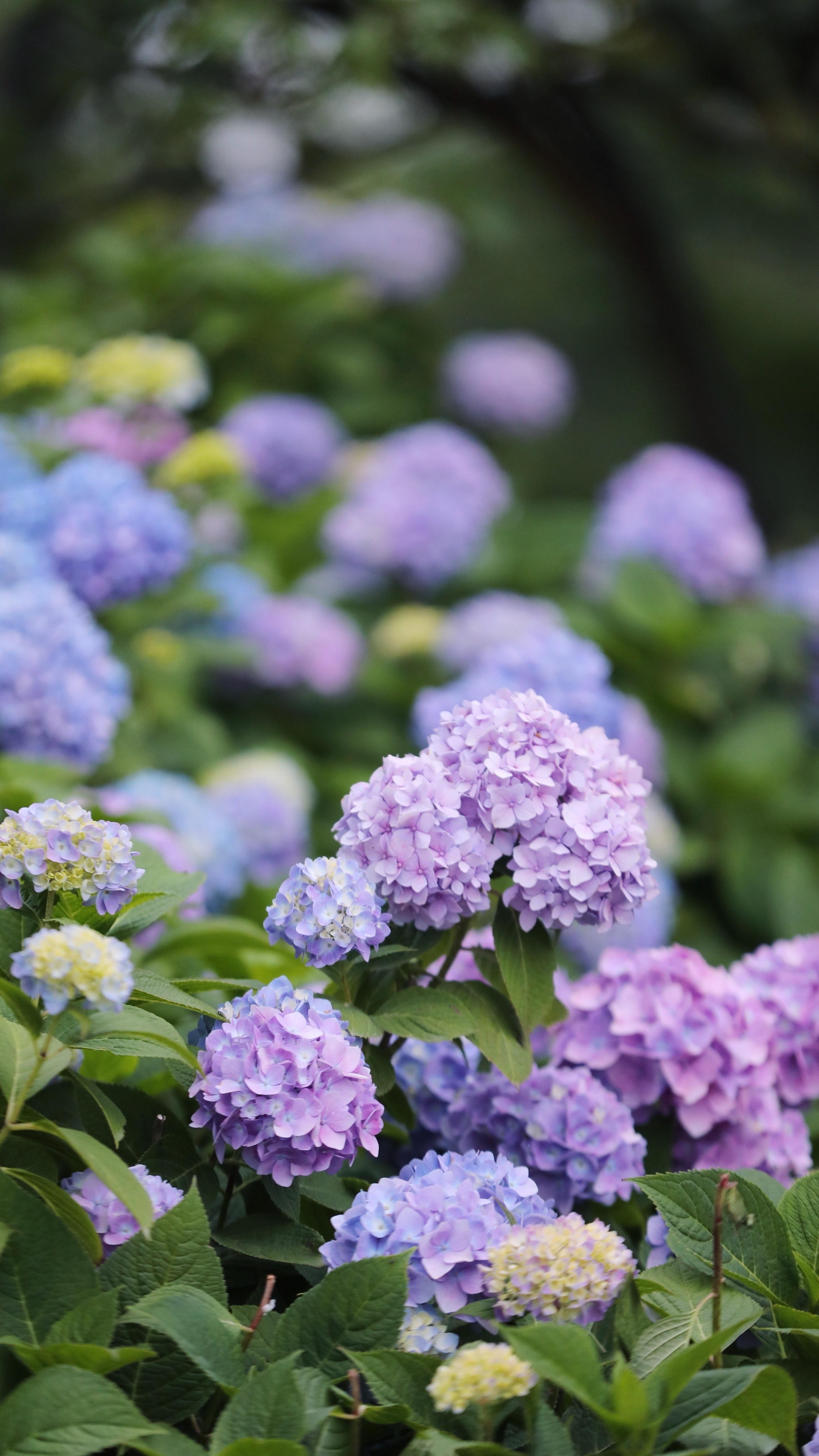 无锡九龙湾绣球花仙境,假期打卡网红地