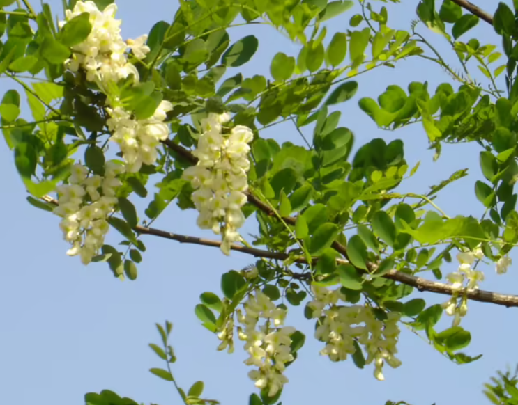 槐树和榆树有什么区别?