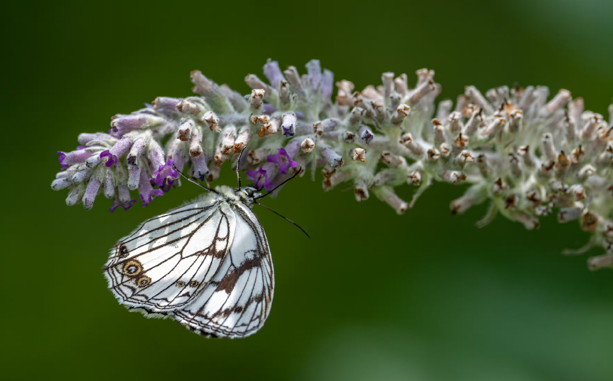 黑纹粉蝶 这是当时布瓦村数量最多的蝴蝶,黑白分明与花相相伴,俏也不