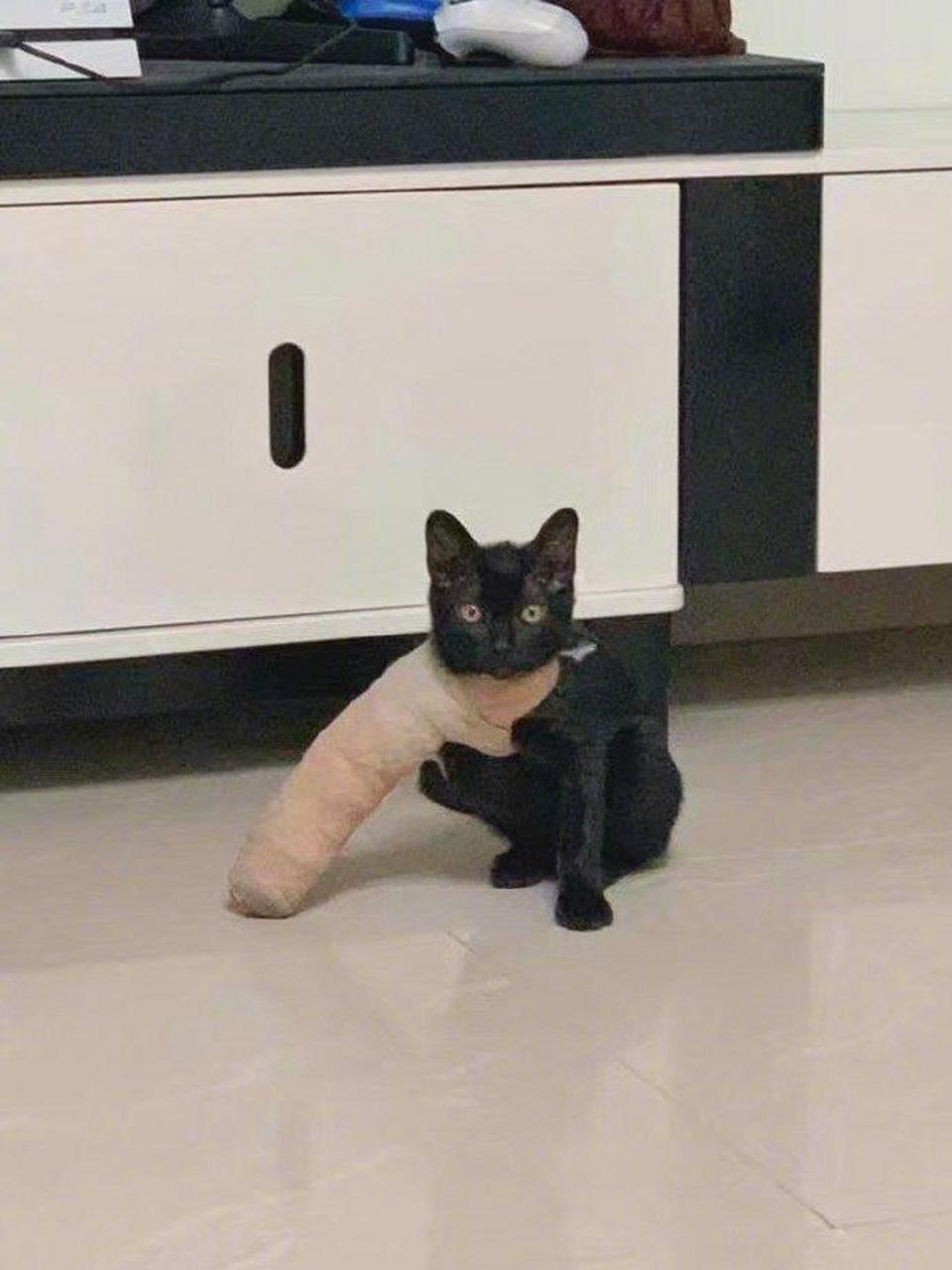 拄拐的喵星人,怎么这么搞笑.