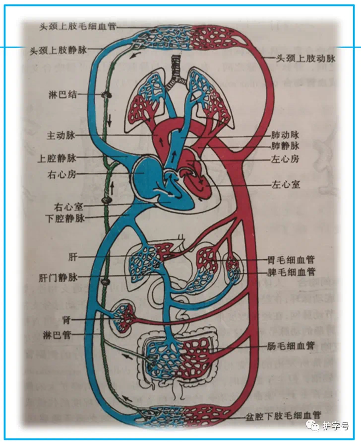 肺循环的路线图图片