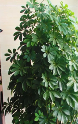 吸二手烟的植物有哪些