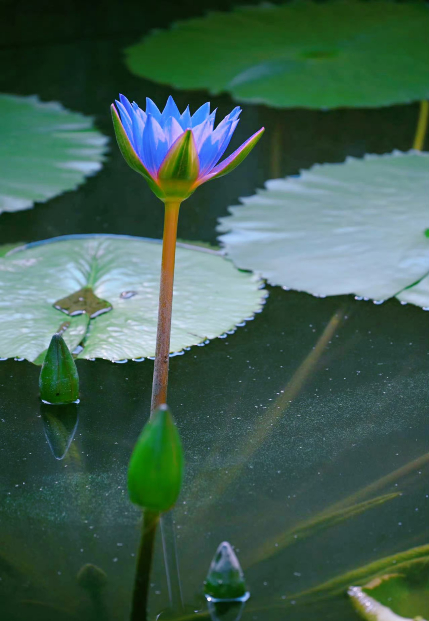 永不凋谢的蓝莲花图片图片