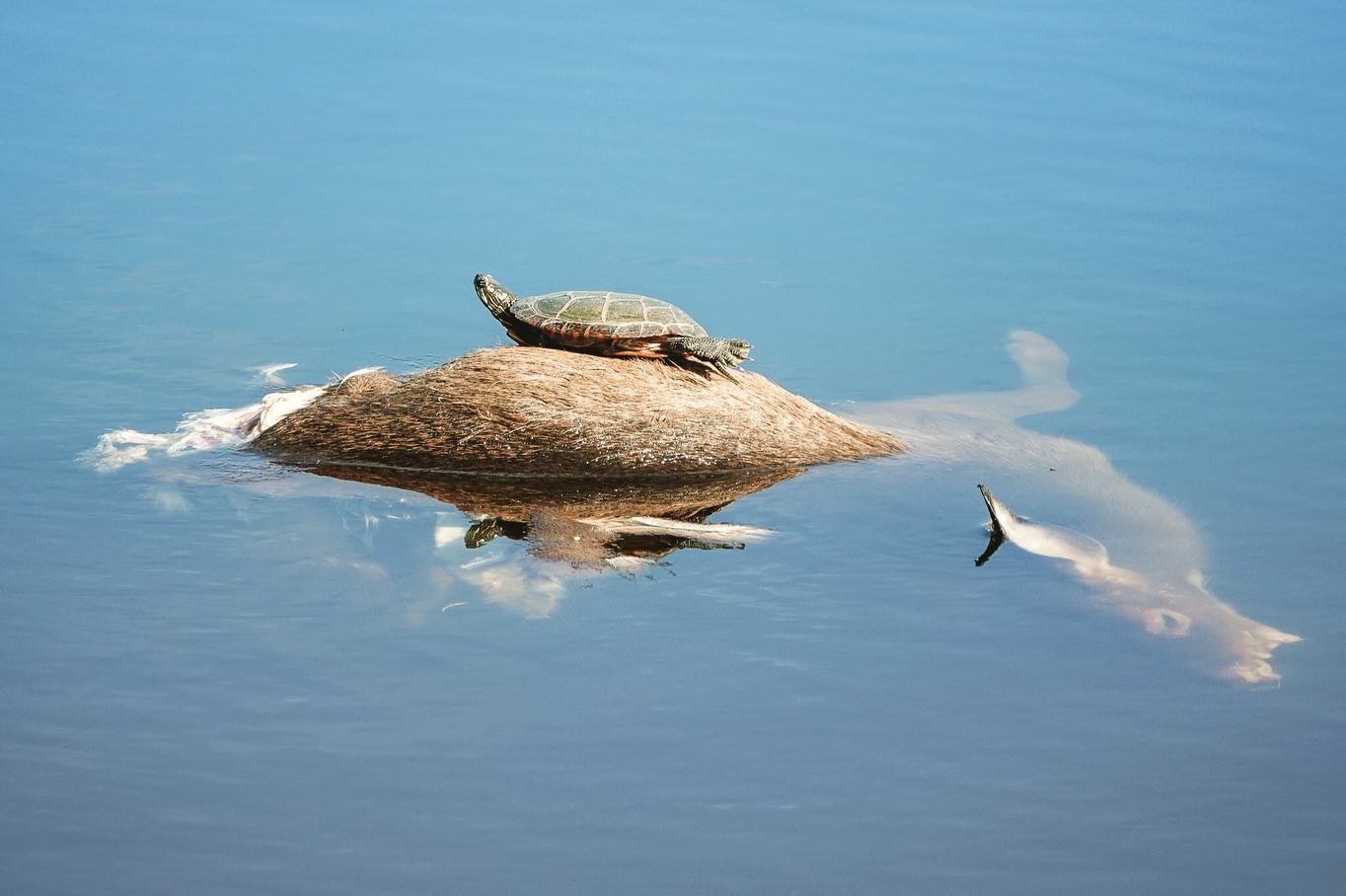 火焰龟晒太阳背甲会红的原因
