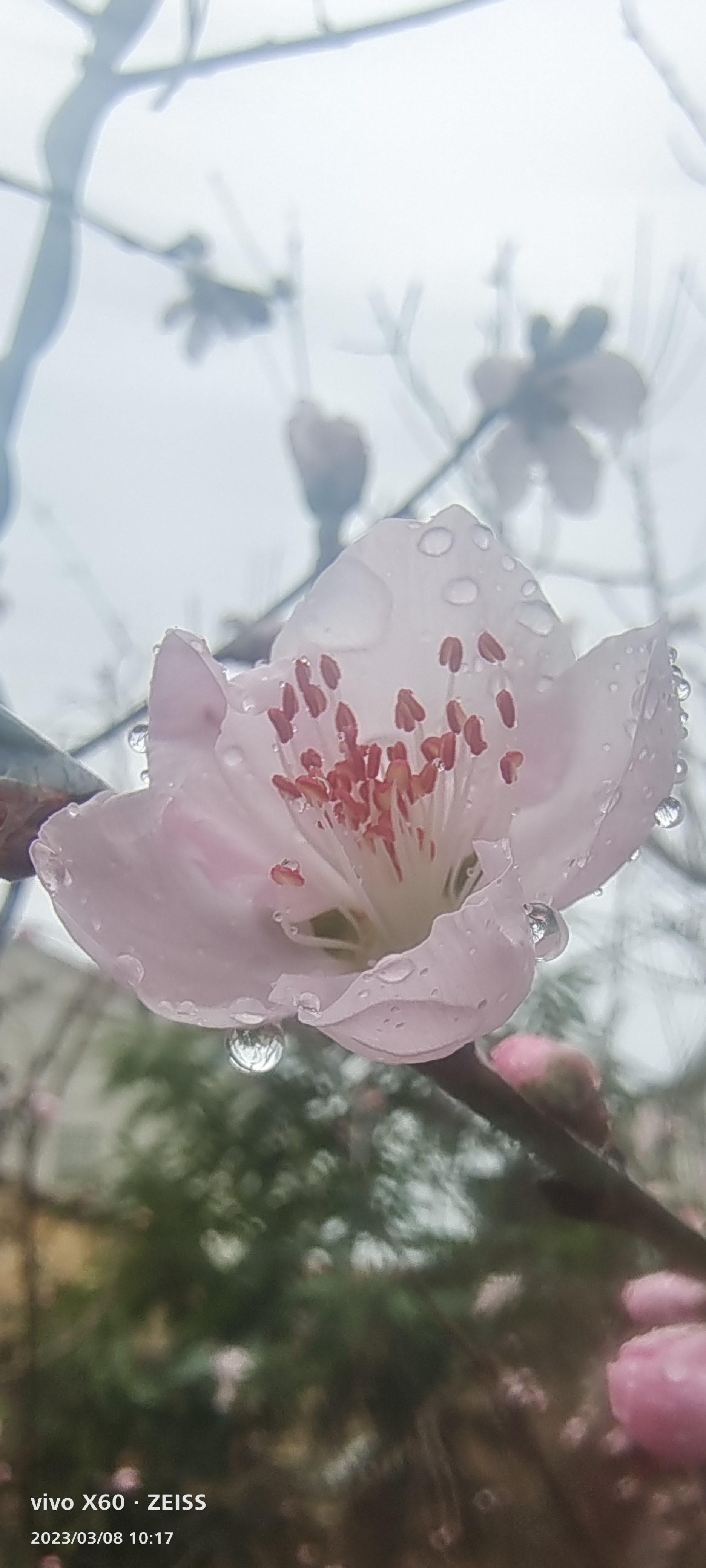 雨夜花背景图片